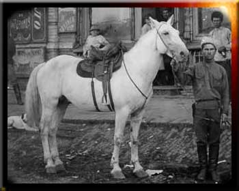 LE CHEVAL COSAQUE DOIT ETRE FRANC ET GENEREUX 